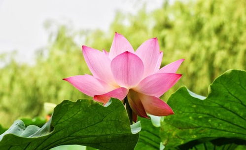 内蒙古的玉石世界