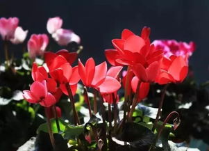 花卉植物的浇水小秘密