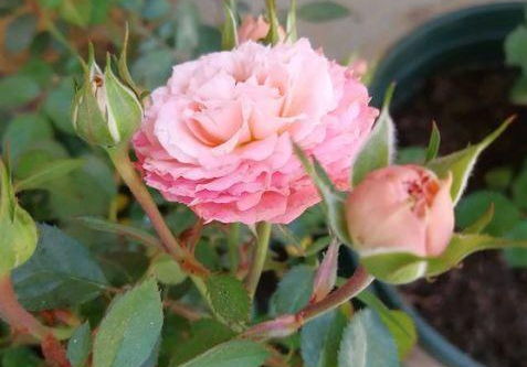 月季修剪，剪掉烦恼