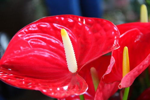 红掌开花，为何不红之谜
