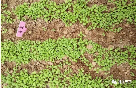 为什么同样是种子，有的苗长得壮实而有的苗却显得瘦弱不堪？