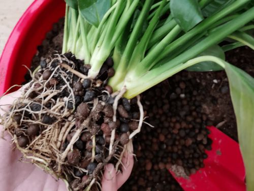 举个栗子：养牛场种菊苣省饲料钱