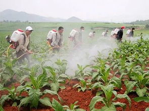 打农药， 先得了解三七