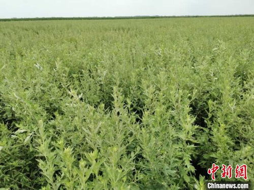 岳金红的艾草收割日常