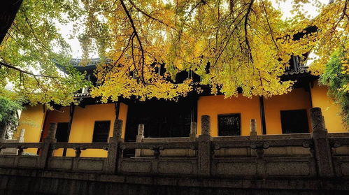 白果，又名银杏