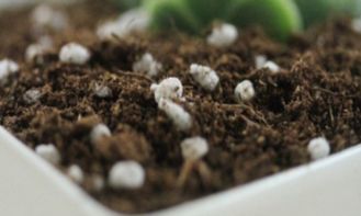 磷钾肥、硫酸钾等抗冻肥的效果如何？