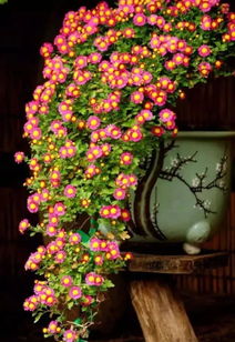 全悬崖式盆景：险峻奇绝， 潇洒飘逸