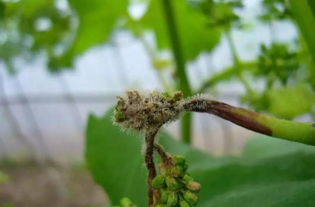 灰霉病的“小秘密”