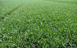 小麦倒伏的困扰与解决之道