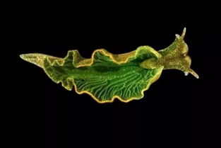 动物传播种子的植物有哪些？这些植物是如何与动物“合作”的呢