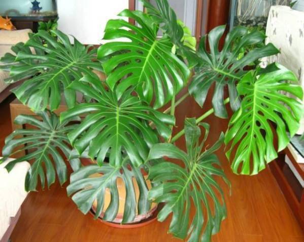 第二步：取种子的方法