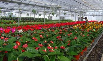 二、 盆土准备，为植物搭建温馨小窝