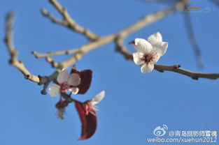 紫荆花绽放季