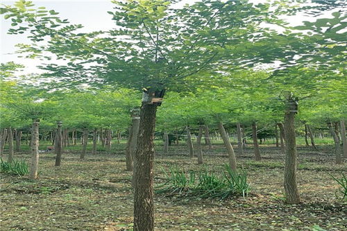 国槐系：强大的生命力与适应力