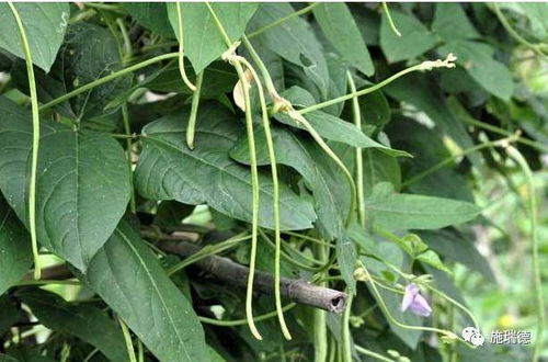 防治方法：药剂篇