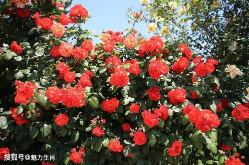 月季花的独特魅力