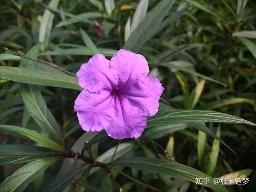 蓝色小花，多种可嫩