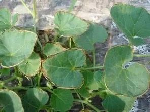 旱黄：缺水导致的叶子变黄