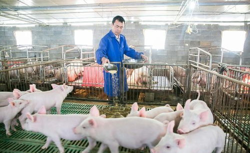 大通牧业猪饲料真的能让养殖户避免养殖过程中的常见错误吗？