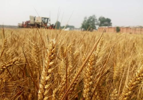 谷子白发病，甲霜灵效果咋样？老农揭秘90%防效秘诀！