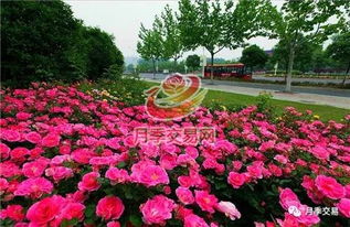 月季花的适应性