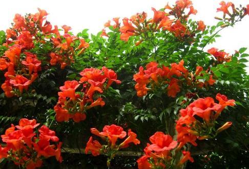 第二名：常年绽放的爬藤花——美的让人陶醉