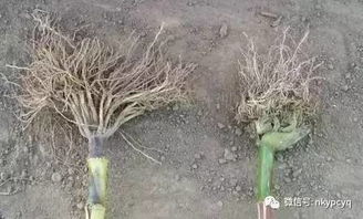 二甲四氯的威力