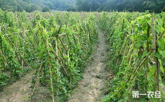 山药的种植与施药