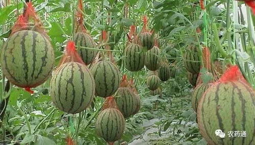 西瓜种植的小秘密：哪种农药能提高产量？