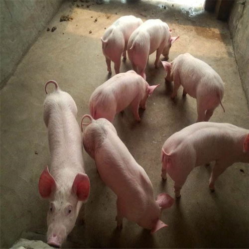 创新仔猪饲养繁育技术，提升农业养殖效益