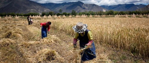 对比试验， 收获时间的差异