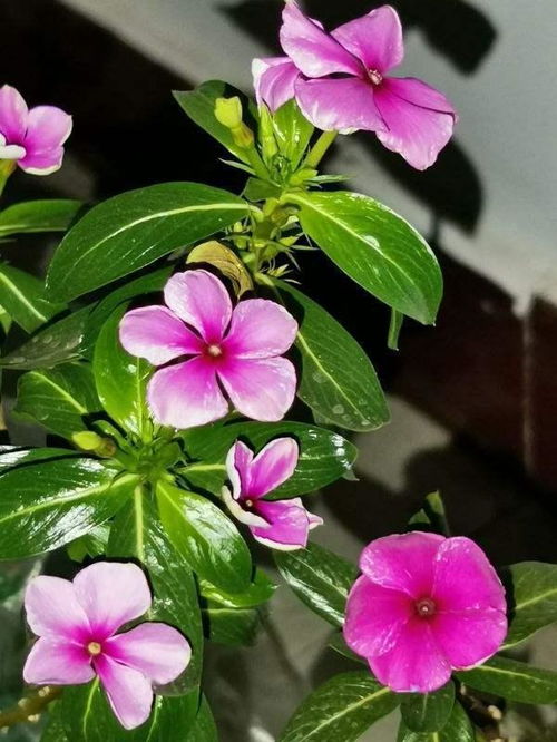 黄叶黄叶，小丽花救星！快速恢复，秘籍大公开！