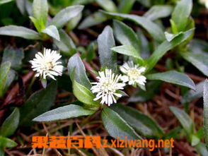 一、夹竹桃的毒性解析