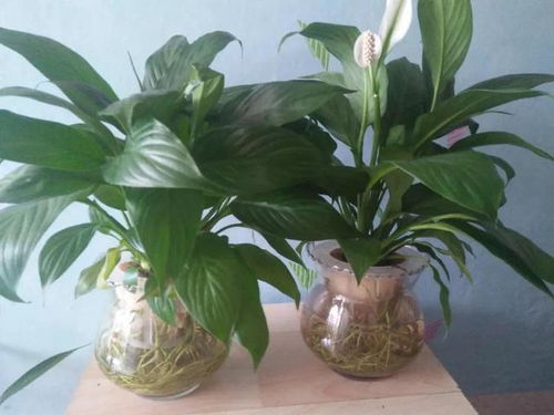 白掌花蔫了是缺水还是施肥不当