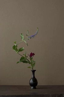 草木之间，灵性何在？