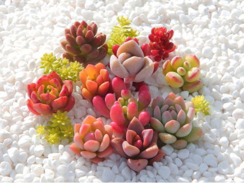 黄丽老桩养成攻略，爆款花卉造型秘籍