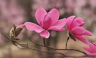藿香辛夷花搭配，止咳效果如何