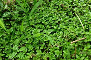 香菜的生长速度之谜