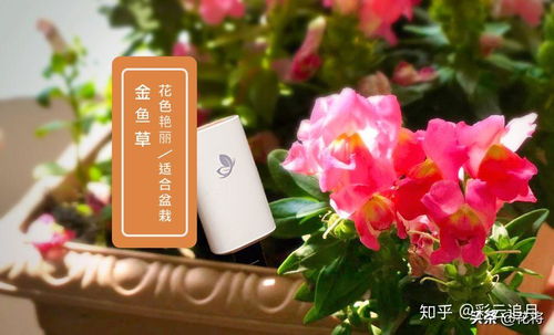 金鱼草的养殖方法和注意事项有哪些