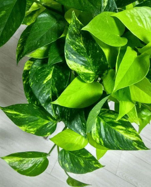 嫁接的时机：春天的魔法