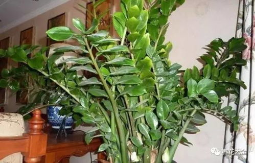白鹤芋长太高？巧妙修剪