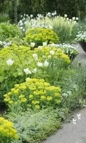 先说说我Neng想到的几种花