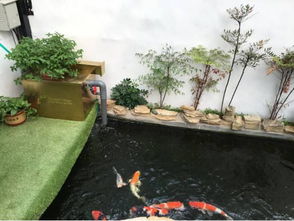 小金鱼养护注意事项