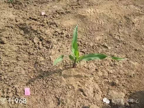 车前草播种小记