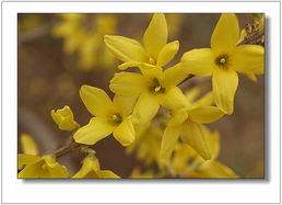 原因分析：自花授粉与徒长枝