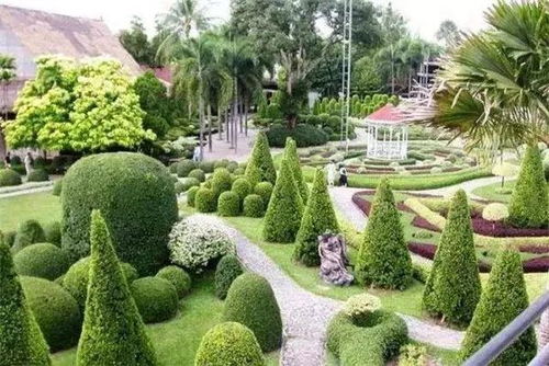 园林树木修剪，你懂吗？