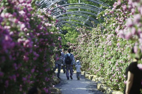 长春儿童公园玫瑰园：花的海洋， 梦的家园