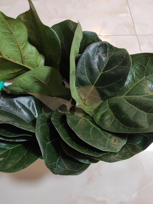 玉树的扦插， 多菌灵和生根粉的运用