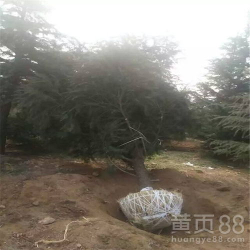 一、 雪松小苗的栽植技巧