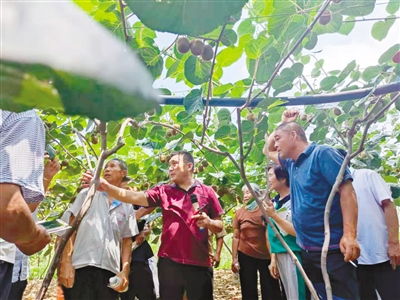 果树嫁接新技术哪家强？果农都选这几种方法